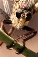 Robber Fly