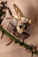 Robber Fly