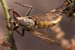 Robber Fly