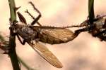 Robber Fly