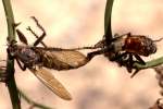 Robber Fly