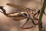 Robber Fly