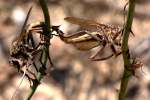 Robber Fly