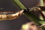 Robber Fly