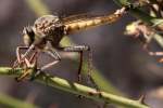 Robber Fly