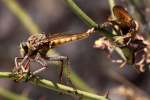 Robber Fly