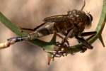 Robber Fly