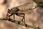 Robber Fly