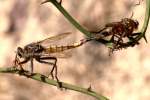 Robber Fly