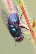 Unidentified Fly