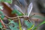 Crane fly