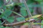 Crane fly