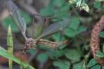 Crane fly