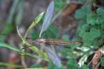 Crane fly