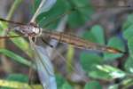 Crane fly