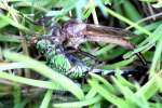 Robber Fly