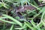 Robber Fly