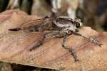 Robber Fly