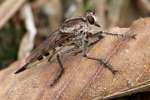 Robber Fly