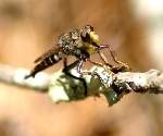 Robber Fly