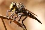 Robber Fly