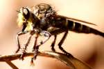 Robber Fly