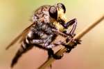 Robber Fly