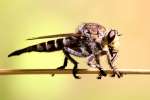 Robber Fly