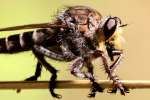 Robber Fly