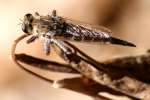 Robber Fly