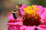 Progressive Bee Fly