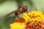 Progressive Bee Fly