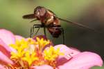 Progressive Bee Fly