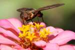 Progressive Bee Fly