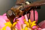 Progressive Bee Fly