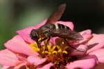 Progressive Bee Fly