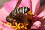 Progressive Bee Fly