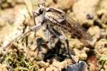 Robber Fly