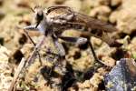 Robber Fly