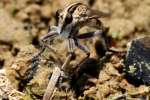 Robber Fly