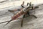 Robber Fly