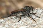 Robber Fly