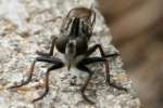 Robber Fly