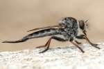 Robber Fly