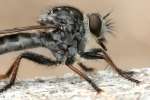 Robber Fly