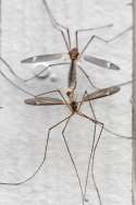 Crane fly