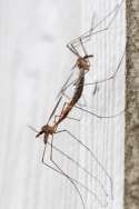 Crane fly