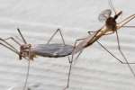 Crane fly