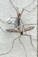 Crane fly