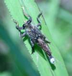 Robber Fly